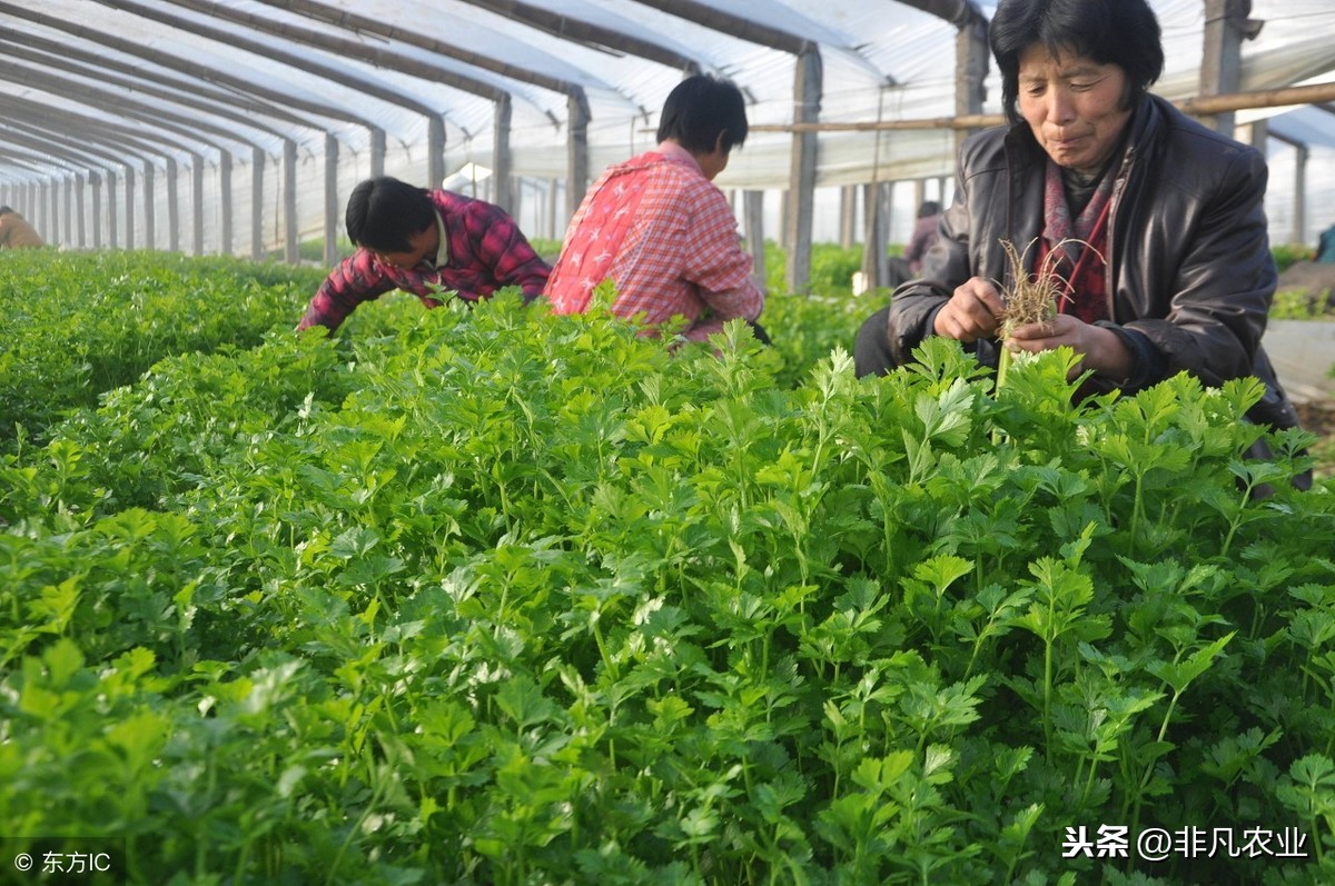 芹菜的种植方法和时间（手把手教你种清脆的芹菜）