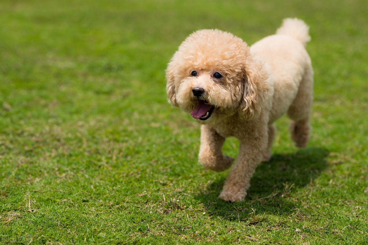 柴犬寿命一般多少年（这6种狗狗寿命较长）