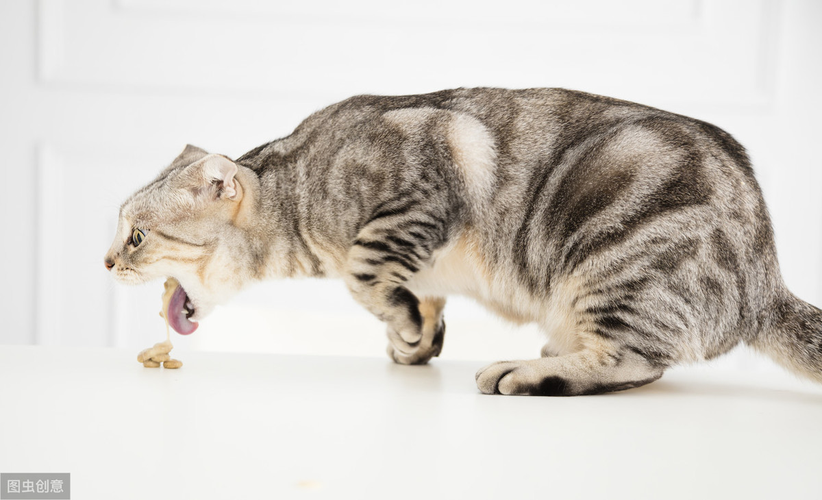 如何应对猫严重厌食：手术治疗常用的鼻饲管和食道饲管术了解一下