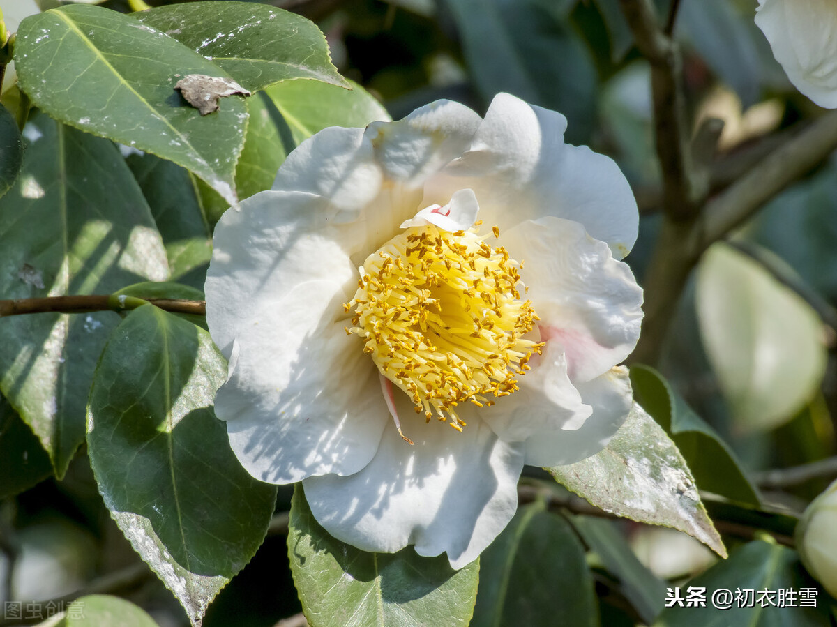 白山茶是什么意思（白山茶的花语与其含义）