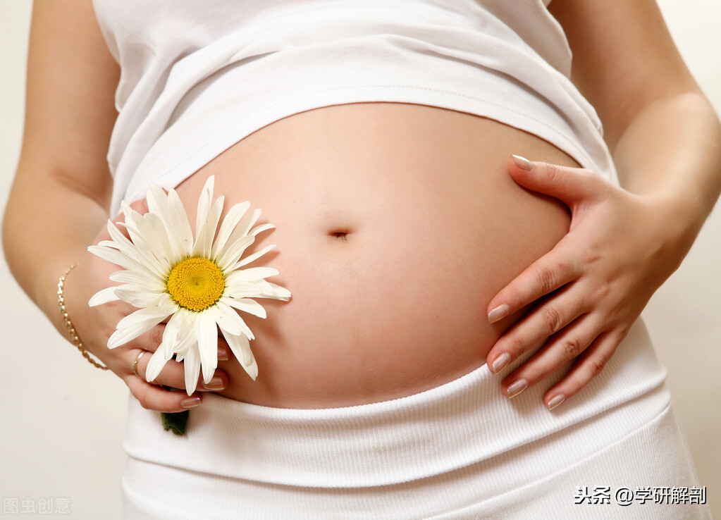 子宫是孕育生命的温床，为何神奇又脆弱？剖宫产在哪里剖开子宫？