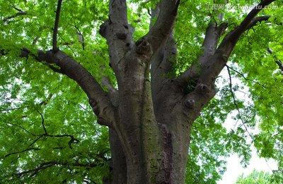 皂荚树，别名皂角，生长于林中或谷地、路旁，荚果带状
