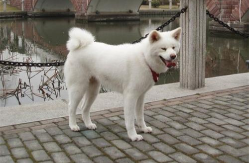 秋田犬价格多少钱一只？