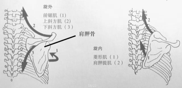 斜方肌肥大是溜肩的罪魁禍首?別鬧了,肩胛骨才是你關注的重點