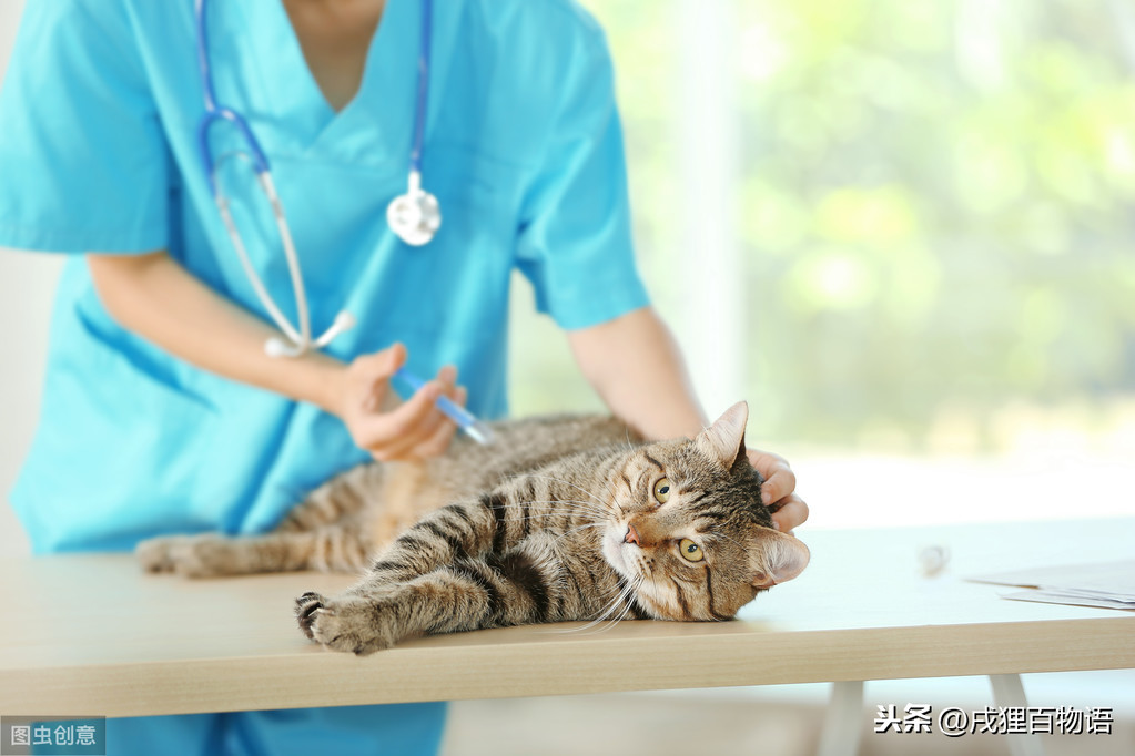 狂犬疫苗会导致猫咪得肿瘤绝症，狂犬疫苗究竟该不该打？