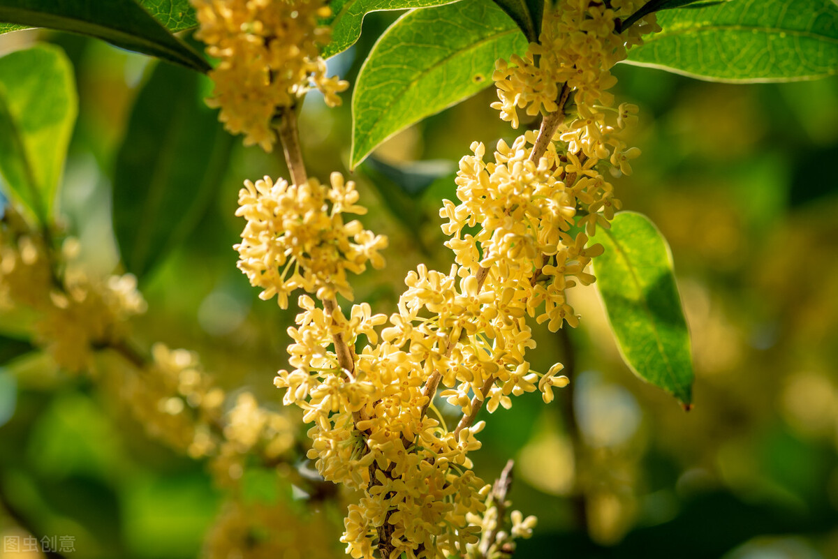 桂花樹結果子可以吃嗎(科普關於桂花果的小知識)