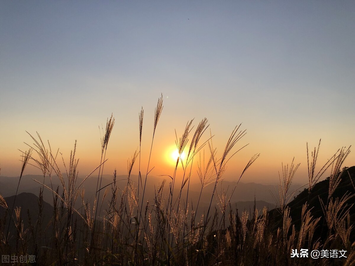 流浪狗的幸福生活