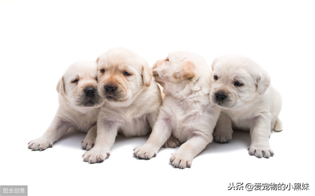 新生幼犬如何进行护理？请看下文