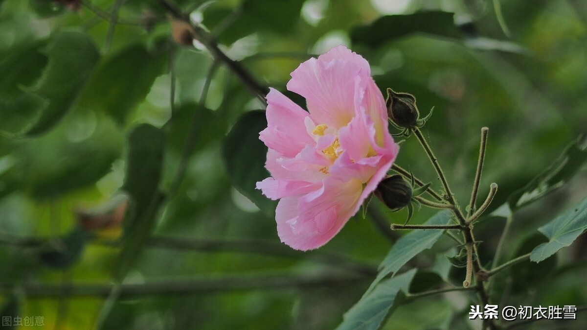 秋花芙蓉，木芙蓉诗词7首，你读过几首？