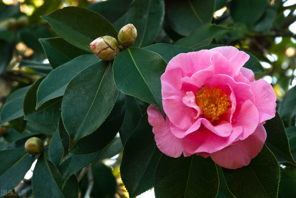 常见花草的耐寒能力,20个品种,建议保存