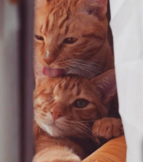韩国一只独眼小橘猫，被领养后遇到了一辈子的好朋友，神似双胞胎