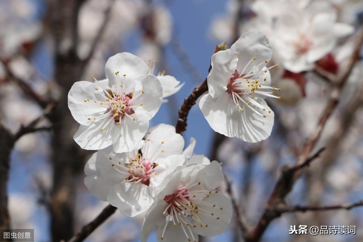 唐代高僧笔下的梅花，更是充满了哲理，读来让人受益匪浅