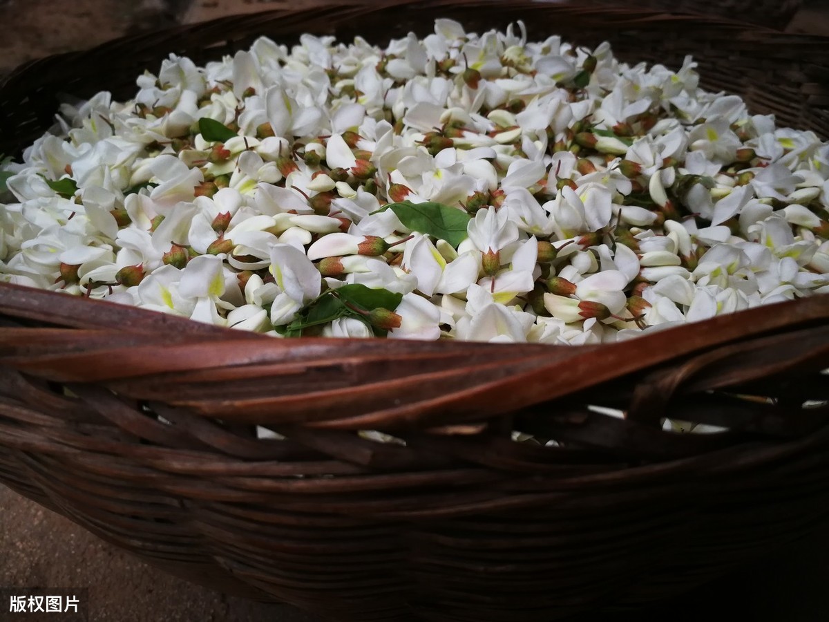 紫色槐花能吃吗（可食用的槐花品种大合集）