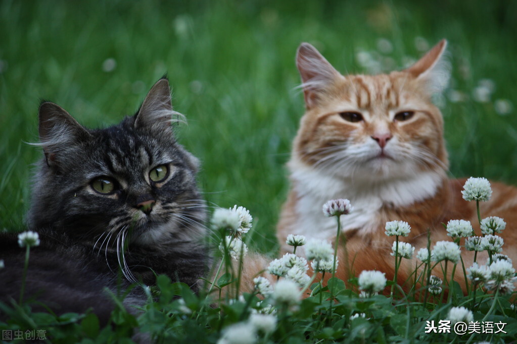 小猫的忧郁眼神