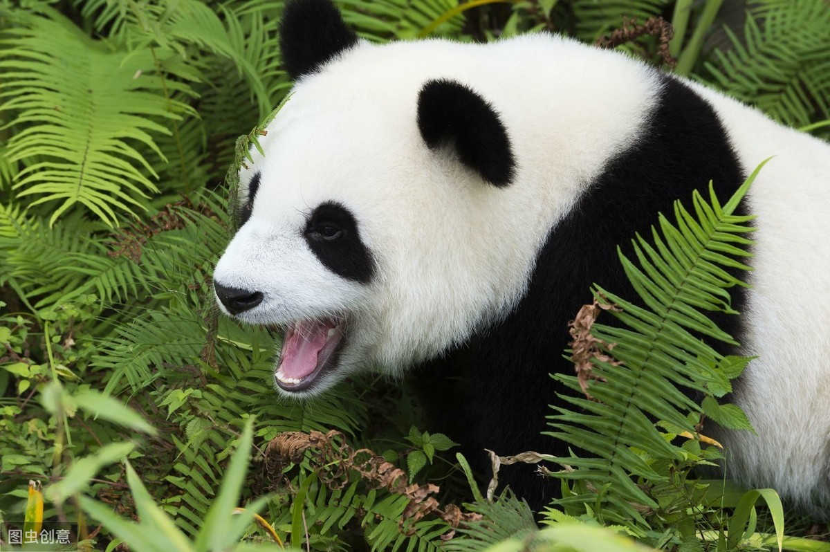 关于熊猫知多少？