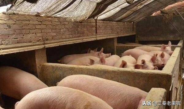 农村建养猪大棚需要多少钱？怎么建？有哪些好处？