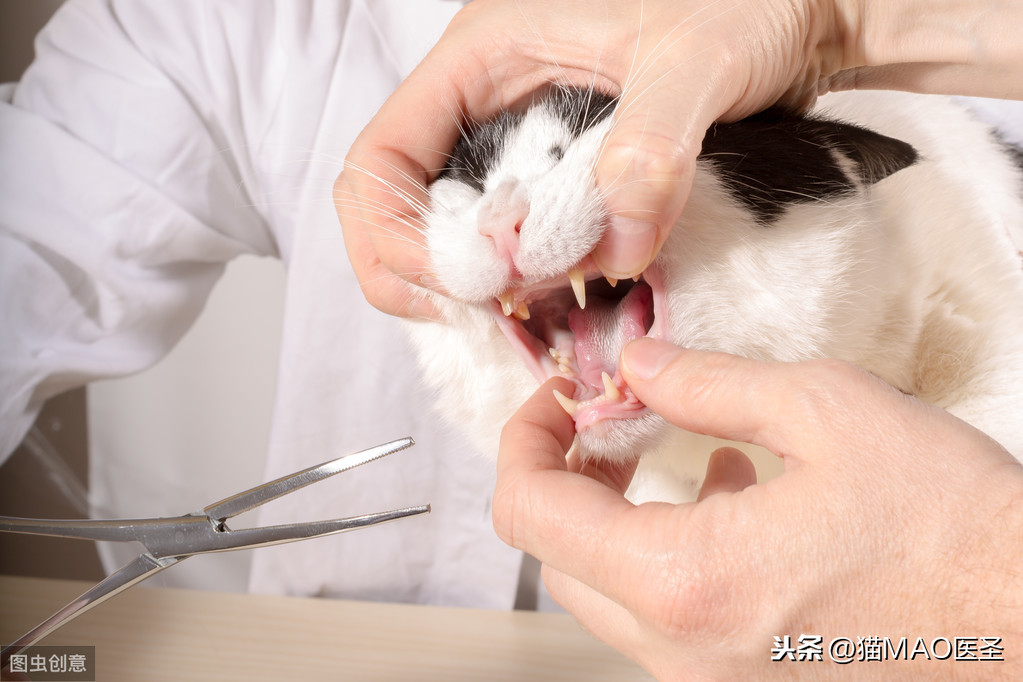 猫咪食欲不好，不消化，有黄染，可能是猫咪胆管炎症引起诸塞