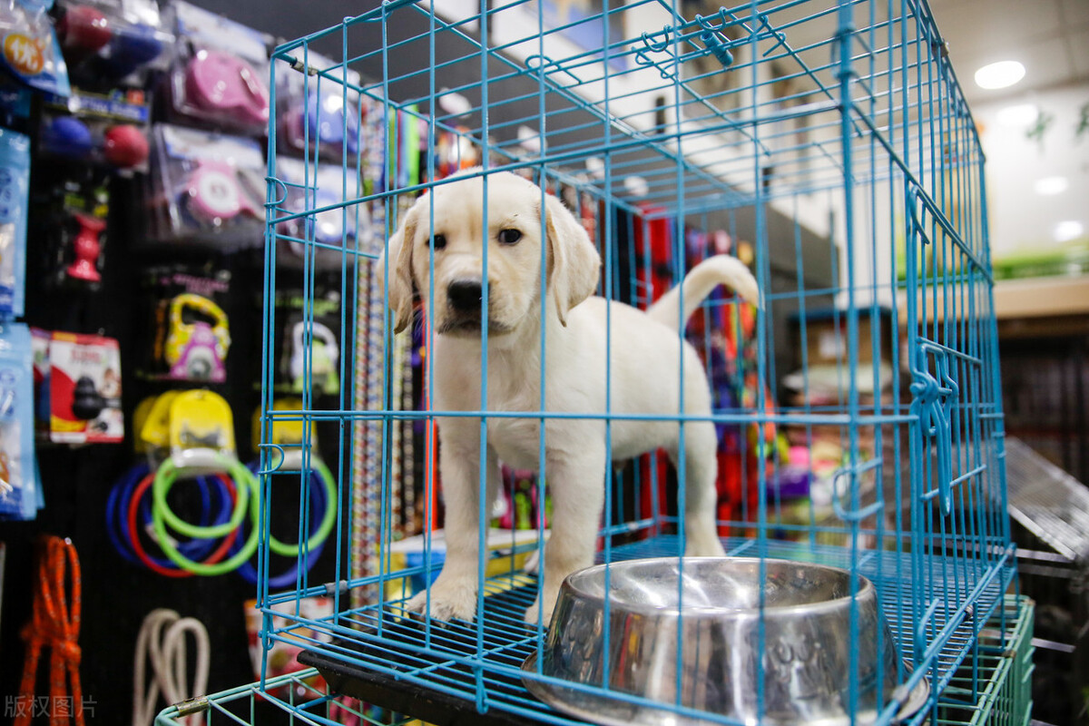 新手怎么开宠物店，这三点很重要