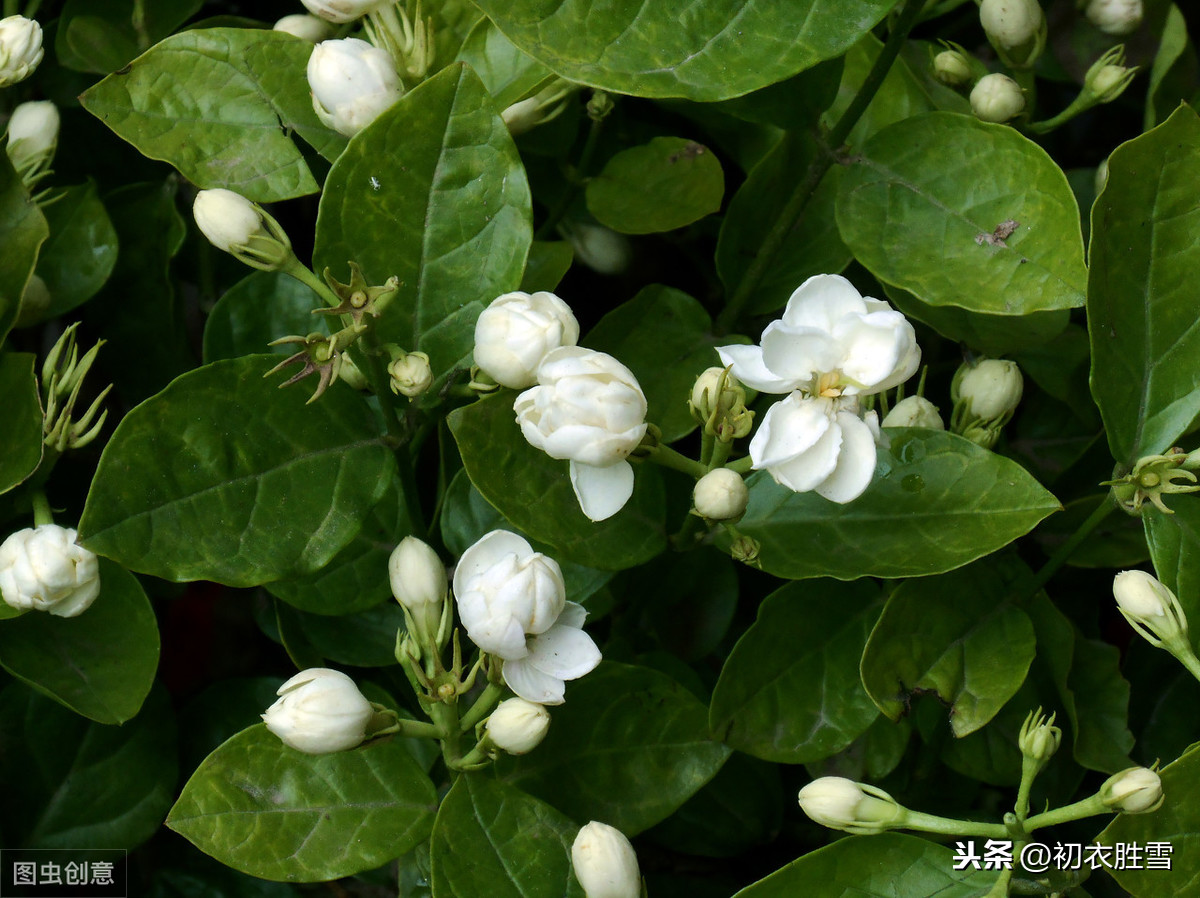 深度解读苏曼殊名句：茉莉心香细雨天