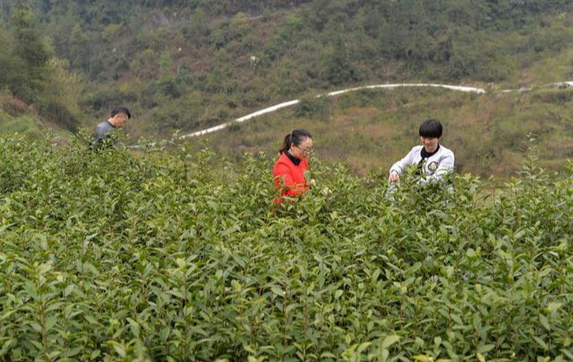 四大茶区分布图（百科四大茶区的分布图详解）