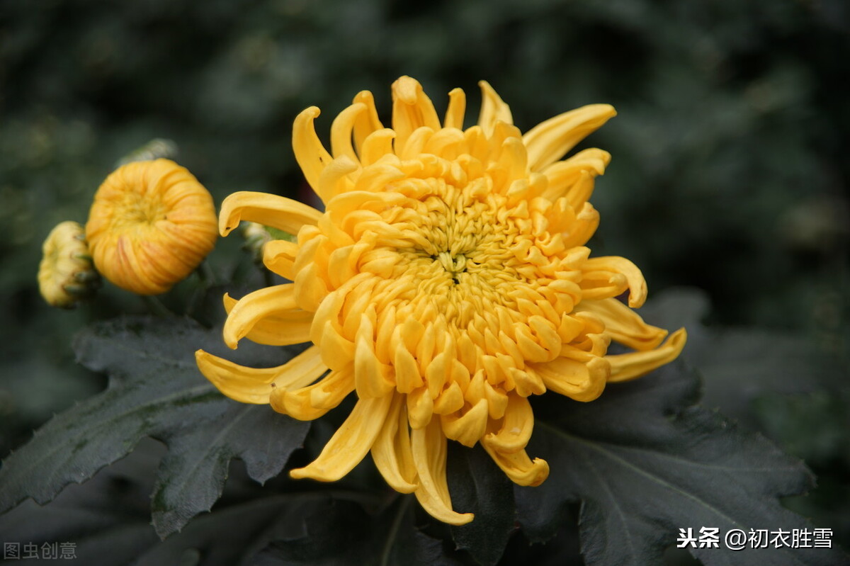 杨万里奇诗美句赏菊四首：菊花自择风霜国，不是春光外菊花