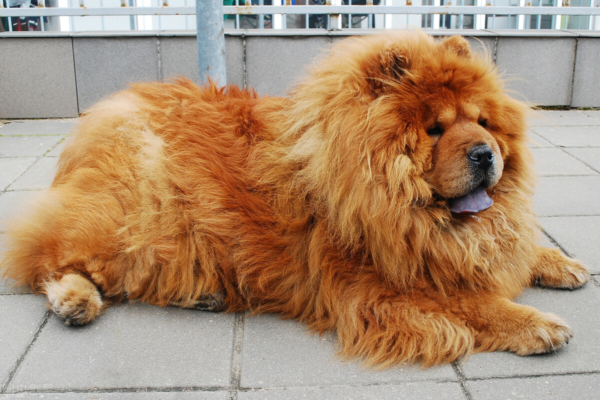 中國名犬有哪些品種(我國值得驕傲的4種名犬)