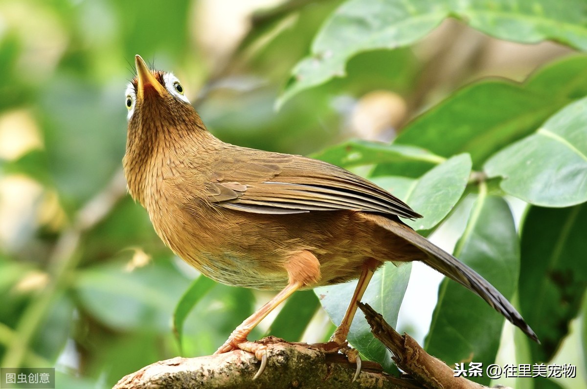 鳴聲悠揚婉轉,同時又擅長打鬥的畫眉鳥,應該如何選購和飼養?