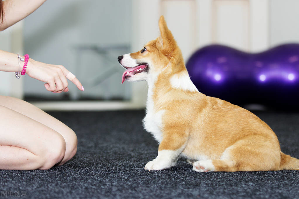 饲养“柯基犬”，一个月大概需要花多少钱？