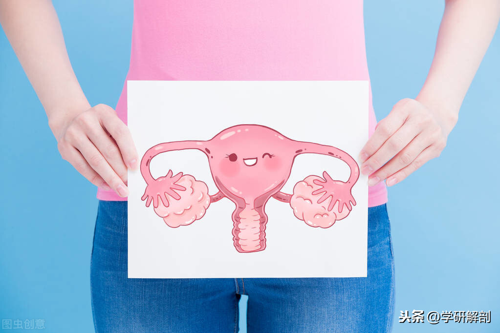 子宫是孕育生命的温床，为何神奇又脆弱？剖宫产在哪里剖开子宫？