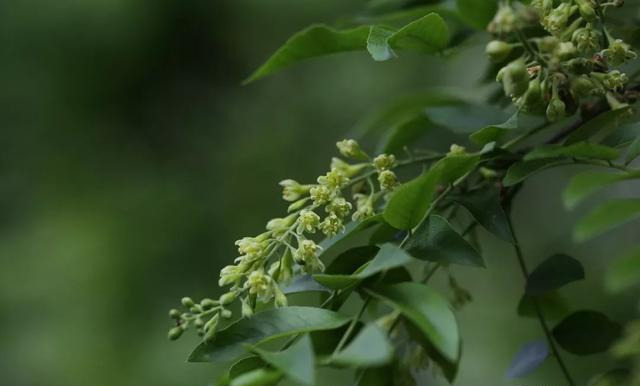 皂荚树，别名皂角，生长于林中或谷地、路旁，荚果带状