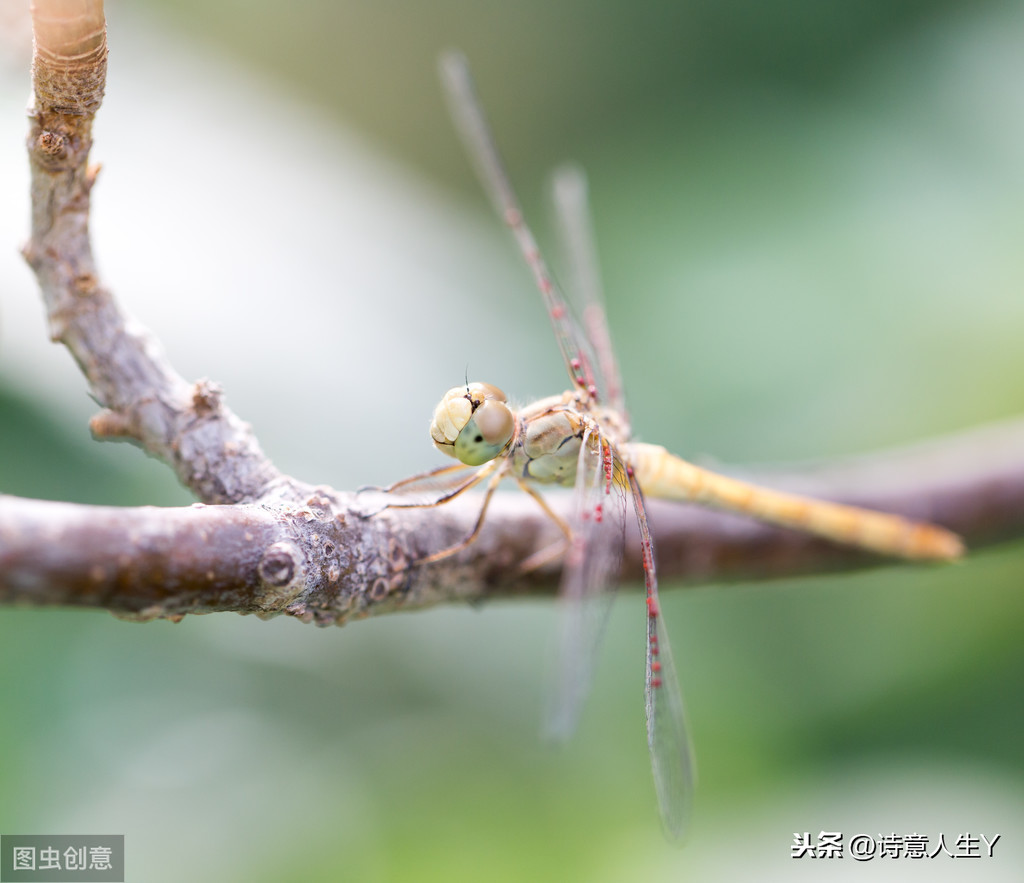 《昆虫记》——赏昆虫世界的悲欢离合