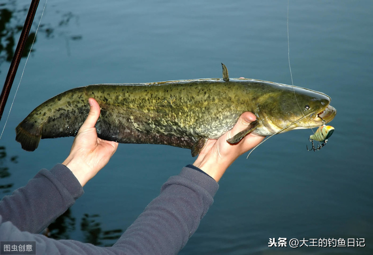 鲶鱼好吃吗刺多吗（鲶鱼的营养价值及品种介绍）