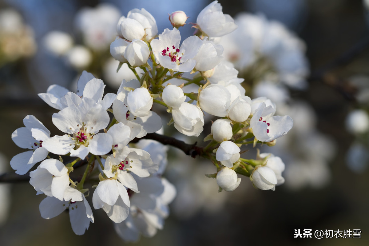 纳兰性德的春词名句：春情梨花薄，夕阳何事近黄昏