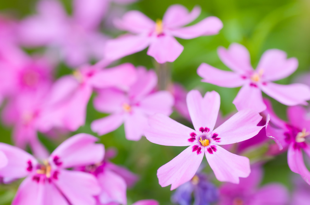 芝樱花期详细介绍（手把手教你养护芝樱花）