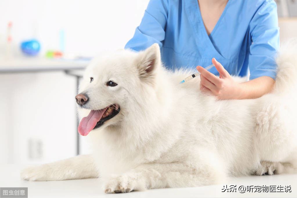 宠物主人：原来注射疫苗这么复杂，以后不给狗狗自己注射疫苗了