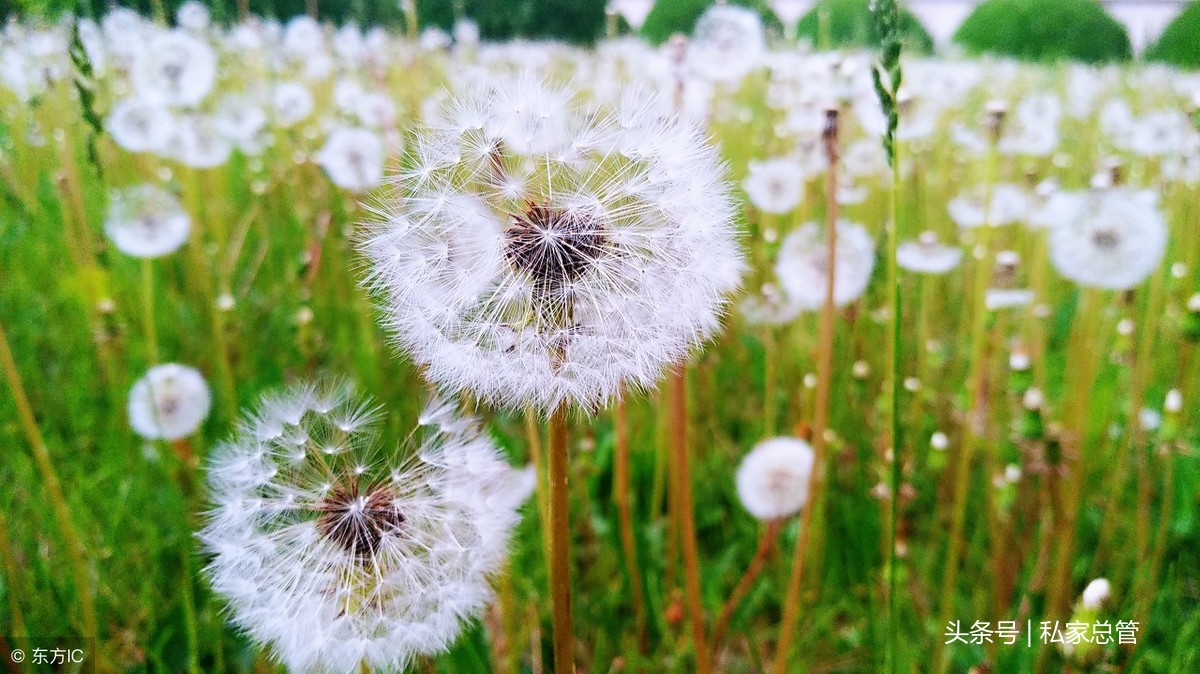 蒲公英的花语：无法停留的爱