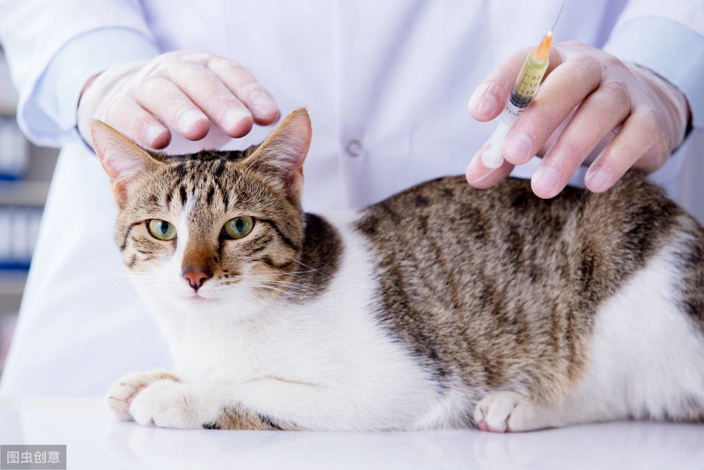 猫每年都要打疫苗吗（猫咪疫苗详细科普知识）