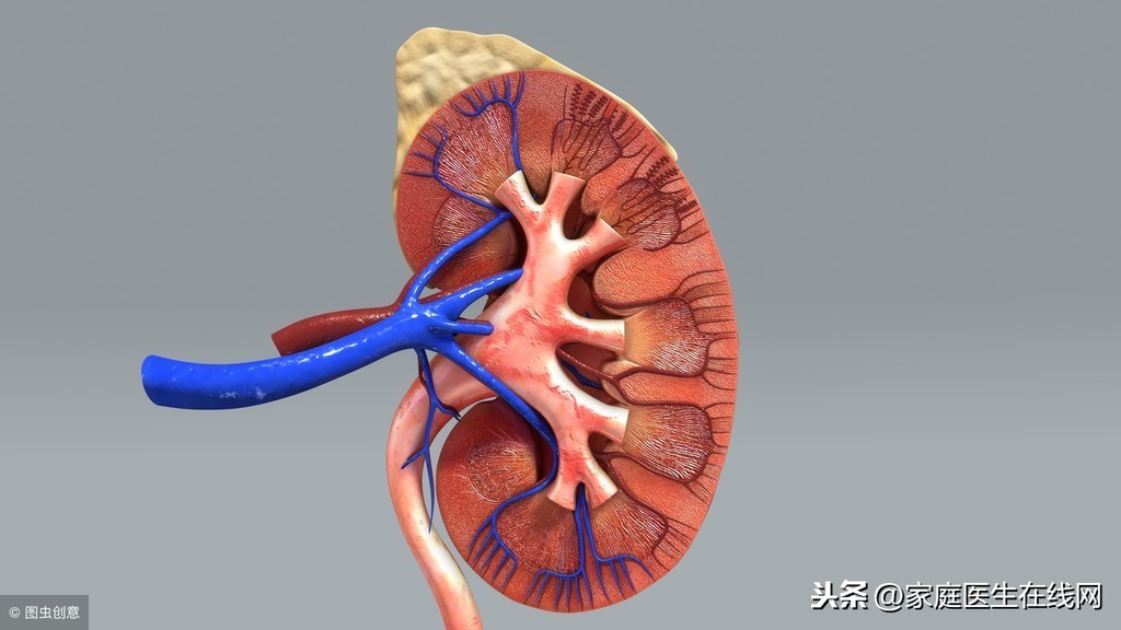 切掉一颗肾，人还能活，但这些影响会伴随你一生