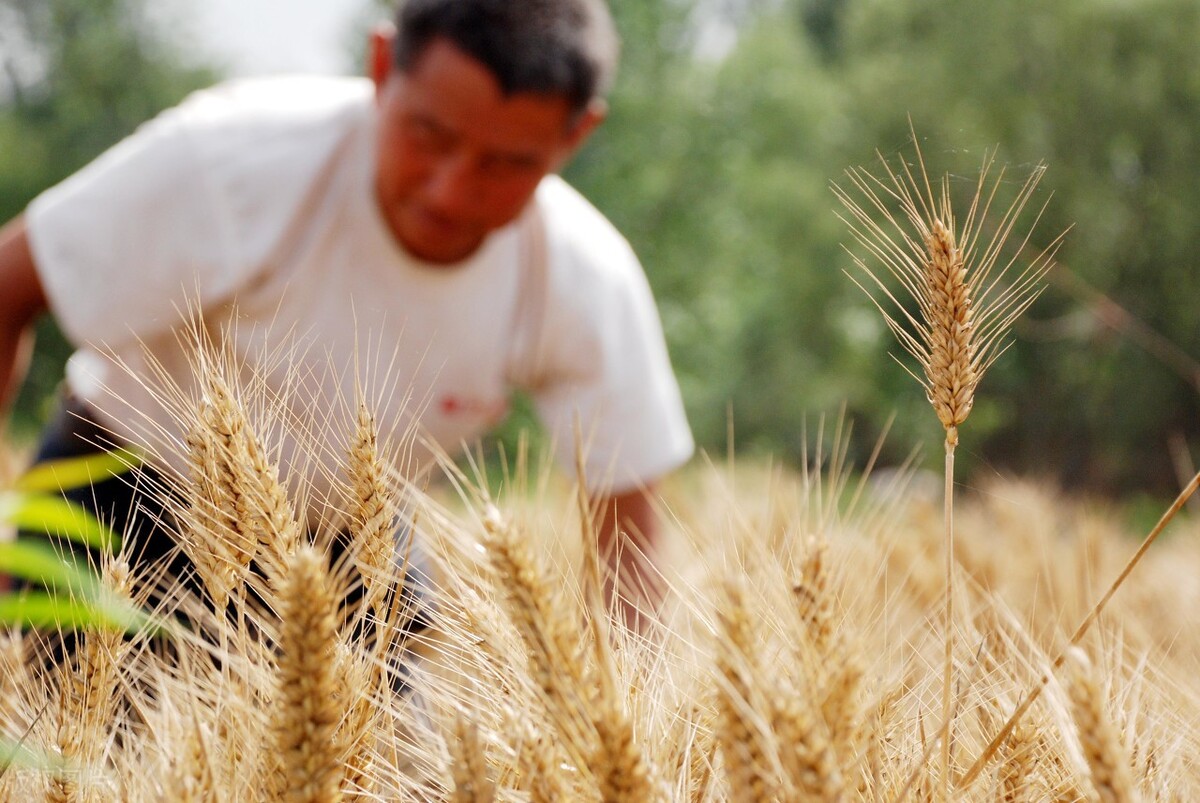 21年稻谷最低收购价公布！麦价逼近1.3元，粮价未来如何？
