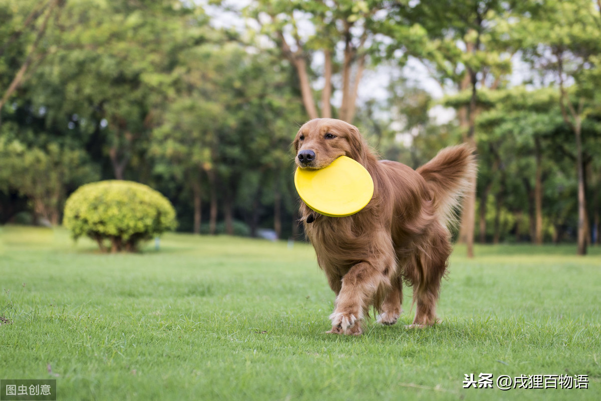 常售的驱虫药优缺点大盘点，哪一种最适合你家狗子，你都知道吗？