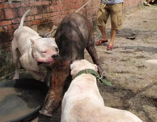 普罗特猎犬图片（盘点国外适合猎野猪的犬种）