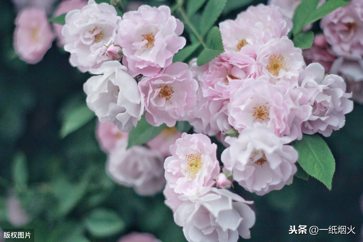 飞花令：满架蔷薇一院香。最美的蔷薇诗词，再忙都要背起来