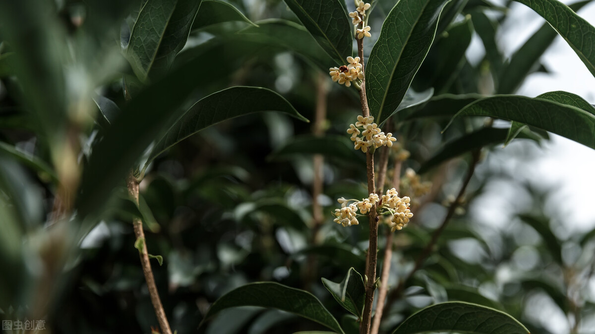 桂花樹結果子可以吃嗎(科普關於桂花果的小知識)