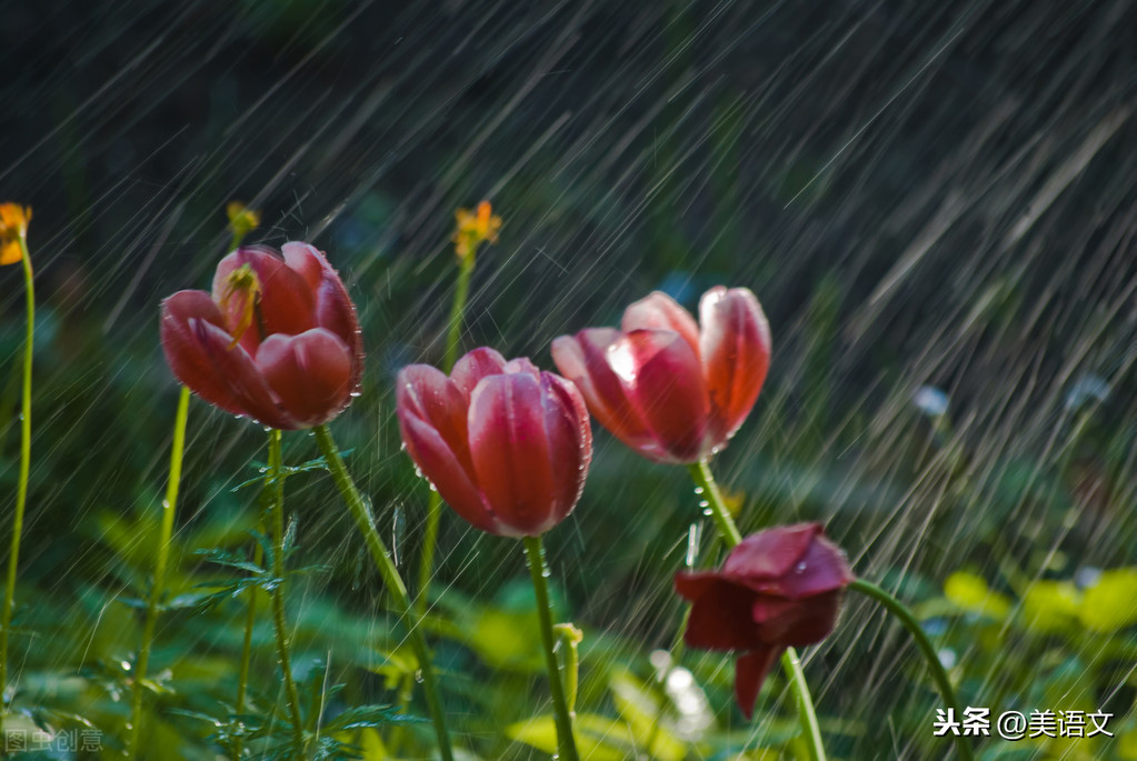 优秀习作---《雨中即景》