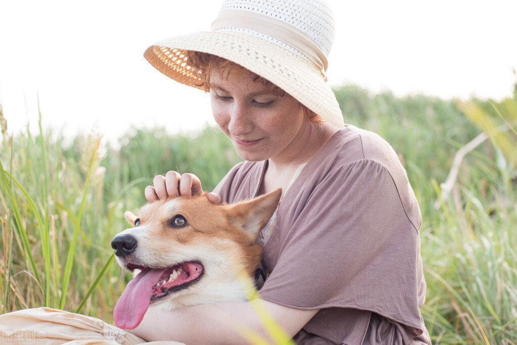 柯基犬一般多少钱？