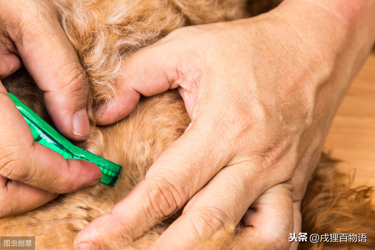 8种市面常见犬类驱虫药，对抗10多种狗狗寄生虫，驱虫效果大盘点