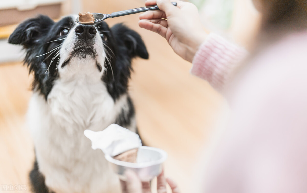 边境牧羊犬，纯种和串串如何区分？看这6个地方就行