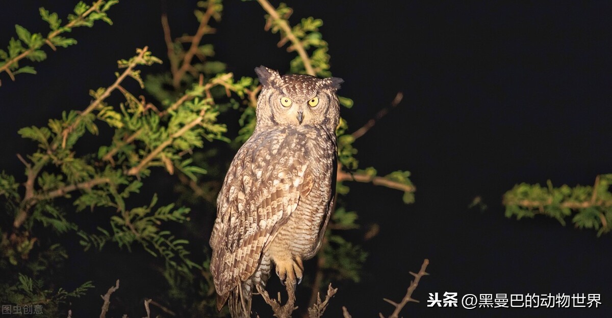 源自斯里兰卡的不祥征兆、叫声最恐怖的猫头鹰——恶魔鸟林雕鸮