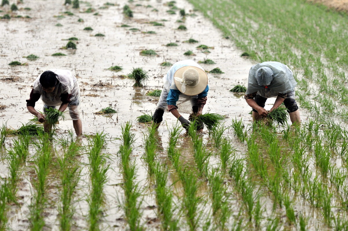 水稻的生长过程（8个周期3个关键时期保证水稻丰收）