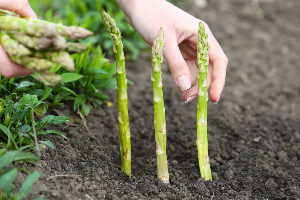 芦笋的高产栽培技术和管理措施得当，寿命高达 10 年以上